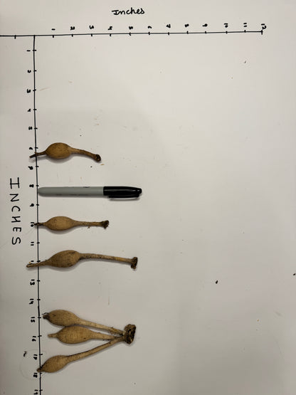 Skeena Snow Glow - Tuber