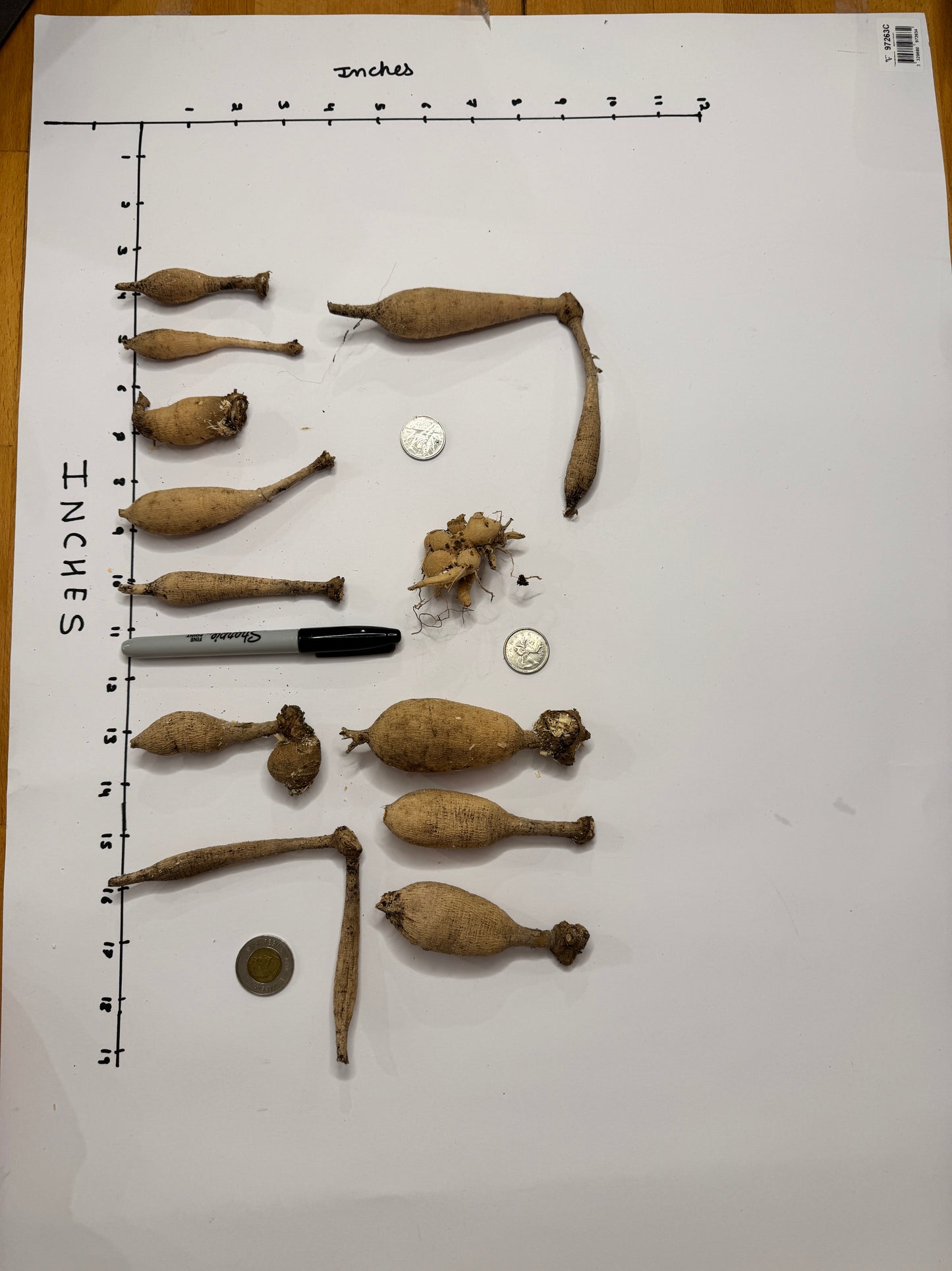 Carolina Wagemans - Tuber