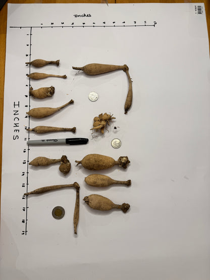 Carolina Wagemans - Tuber