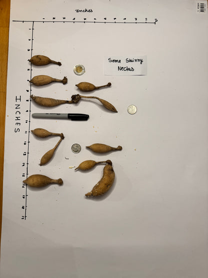 Hapet Old Charm - Tuber