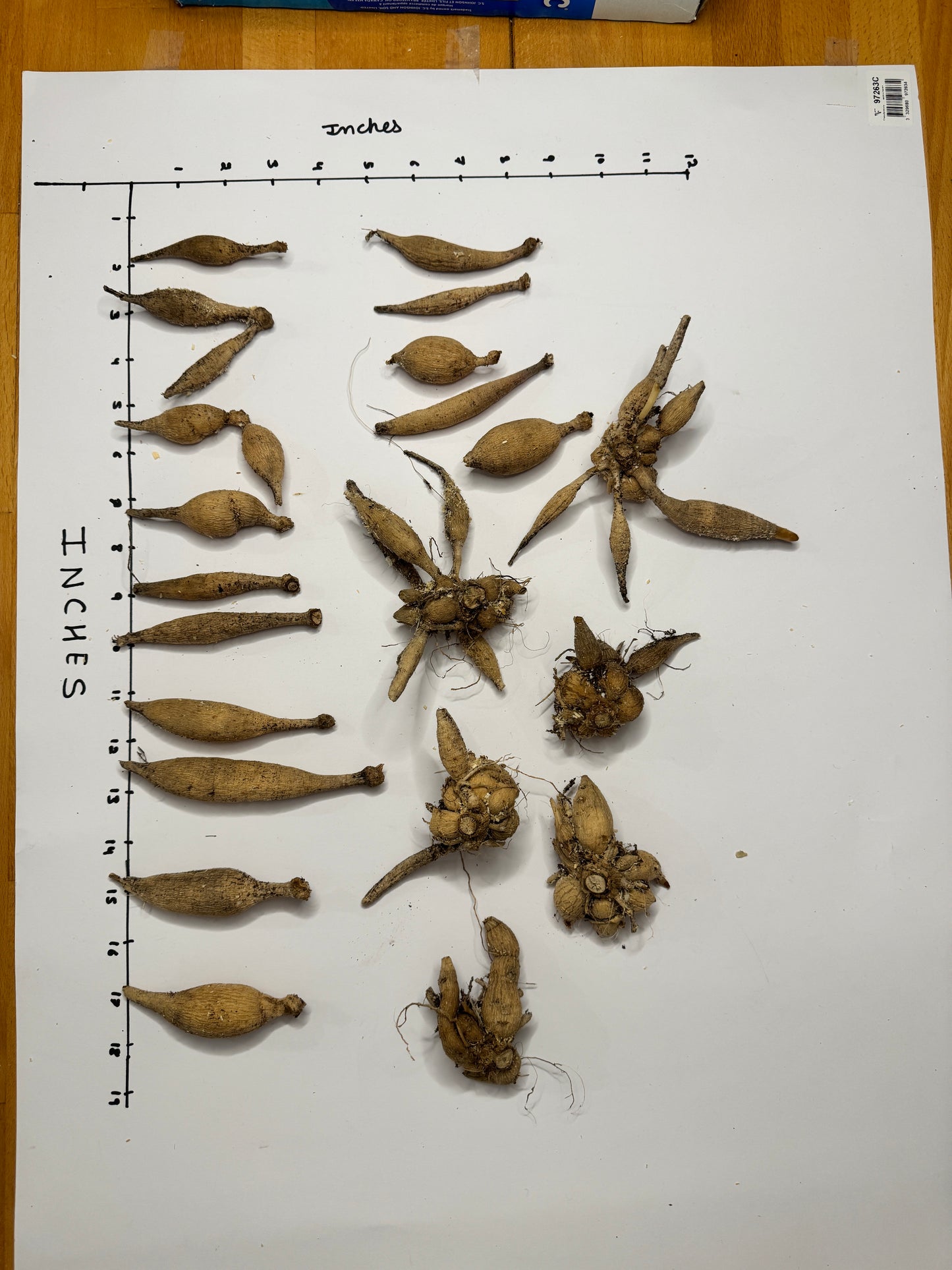 KA's® Coral Sea - Tuber