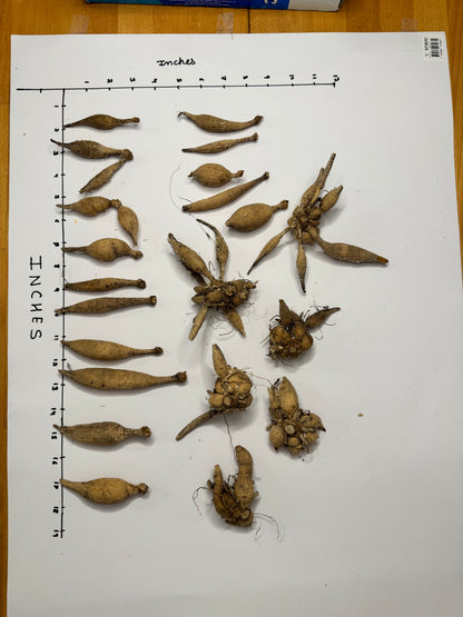 KA's® Coral Sea - Tuber