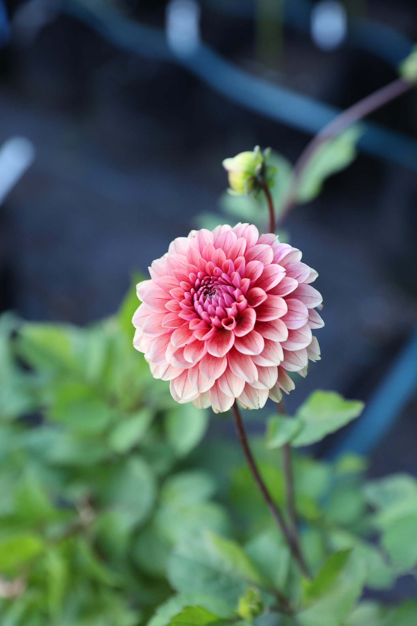 Letterkenny Hope's Gift - Tuber