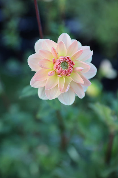 Lee’s Jonquil - Tuber