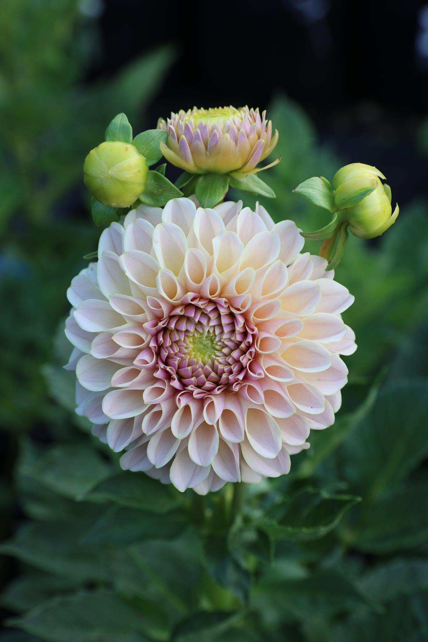 KA's® Cinder Rose - Tuber
