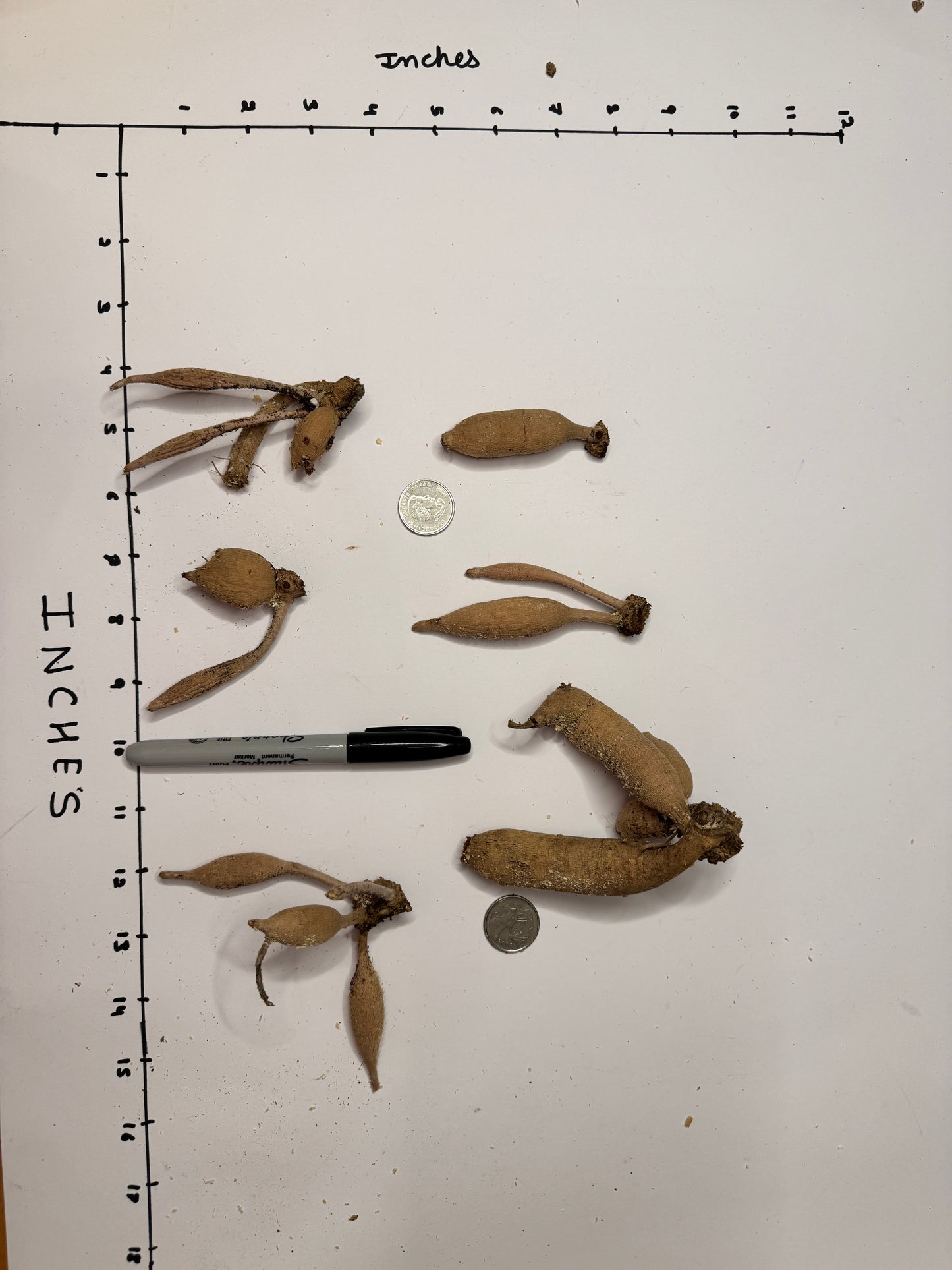 Letterkenny Hope's Gift - Tuber