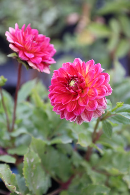 Skeena Rosie - Tuber