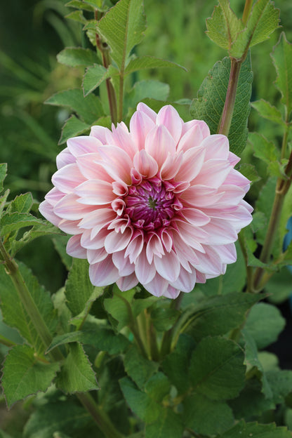 Florelie Antique 🇦🇺 - Cutting