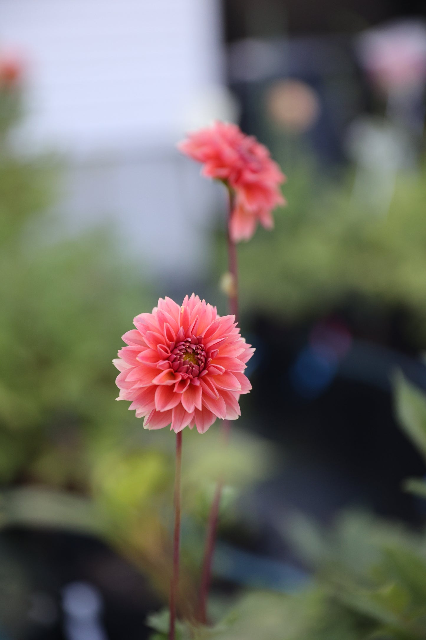 Skeena Humpy - Tuber