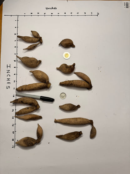 20th Ave Softer Peach - Tuber