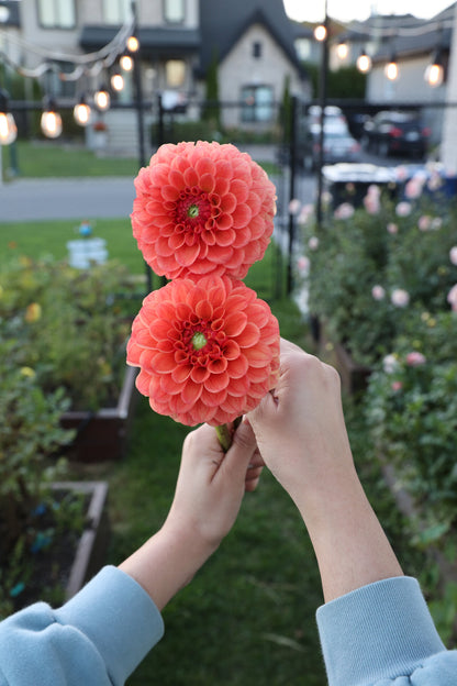 KA's® Blood Orange - Tuber