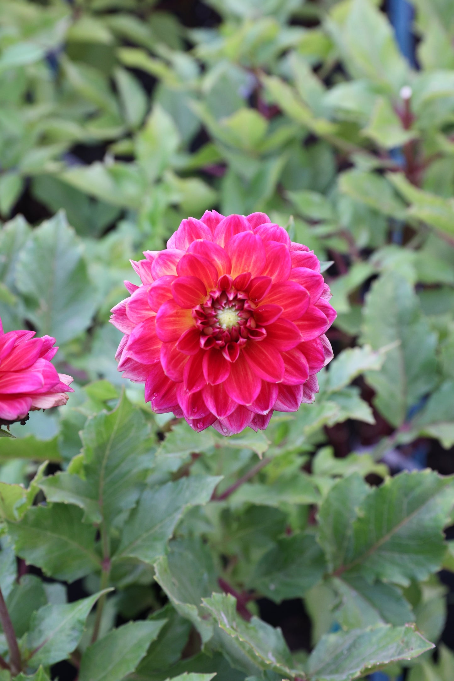 Skeena Rosie - Tuber