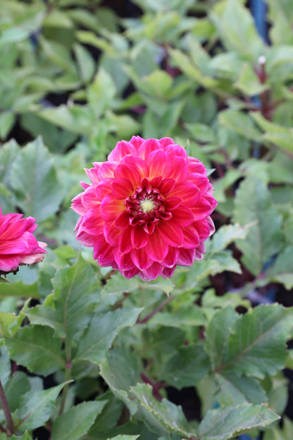 Skeena Rosie - Tuber