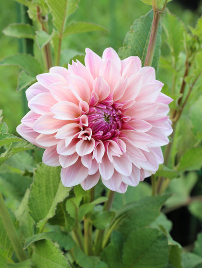 Florelie Antique 🇦🇺 - Cutting