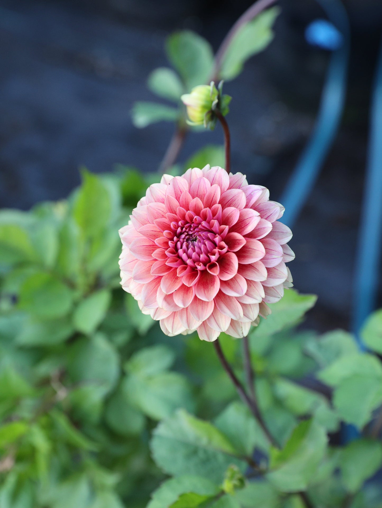 Letterkenny Hope's Gift - Tuber