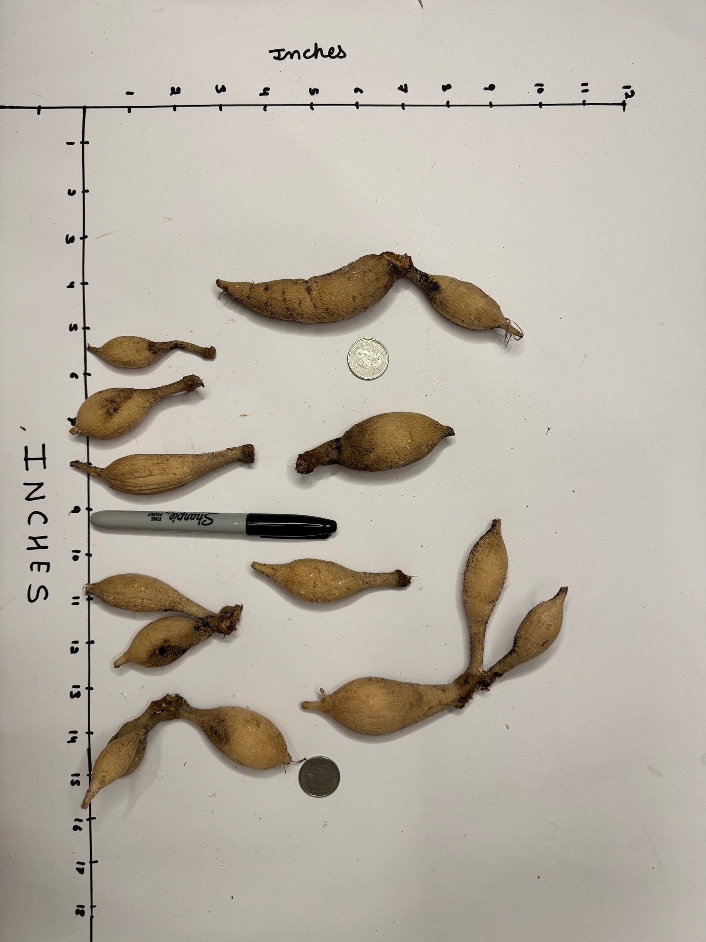 Skeena Humpy - Tuber