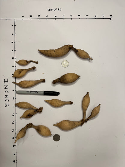 Skeena Humpy - Tuber