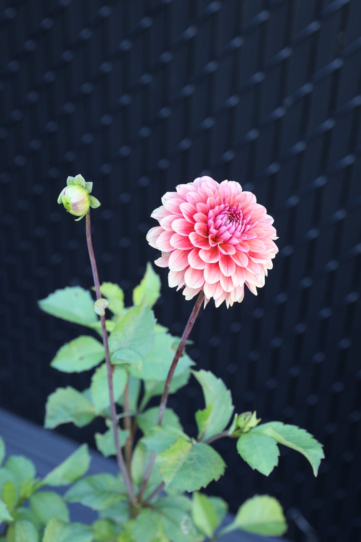 Letterkenny Hope's Gift - Tuber