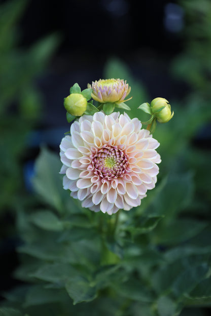 KA's® Cinder Rose - Tuber