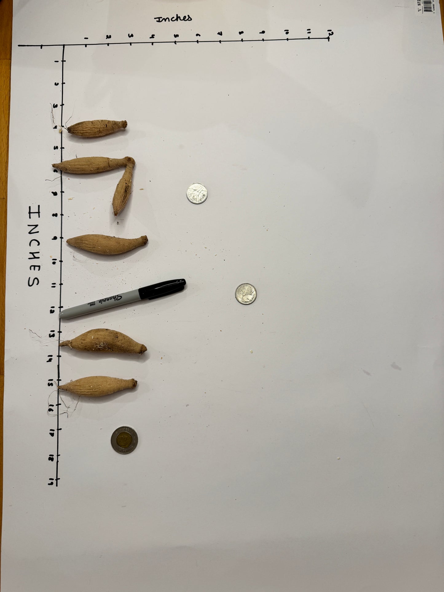 Lee’s Sugaree - Tuber