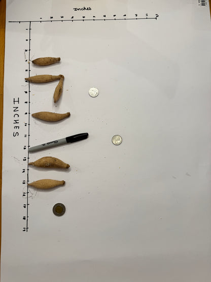 Lee’s Sugaree - Tuber