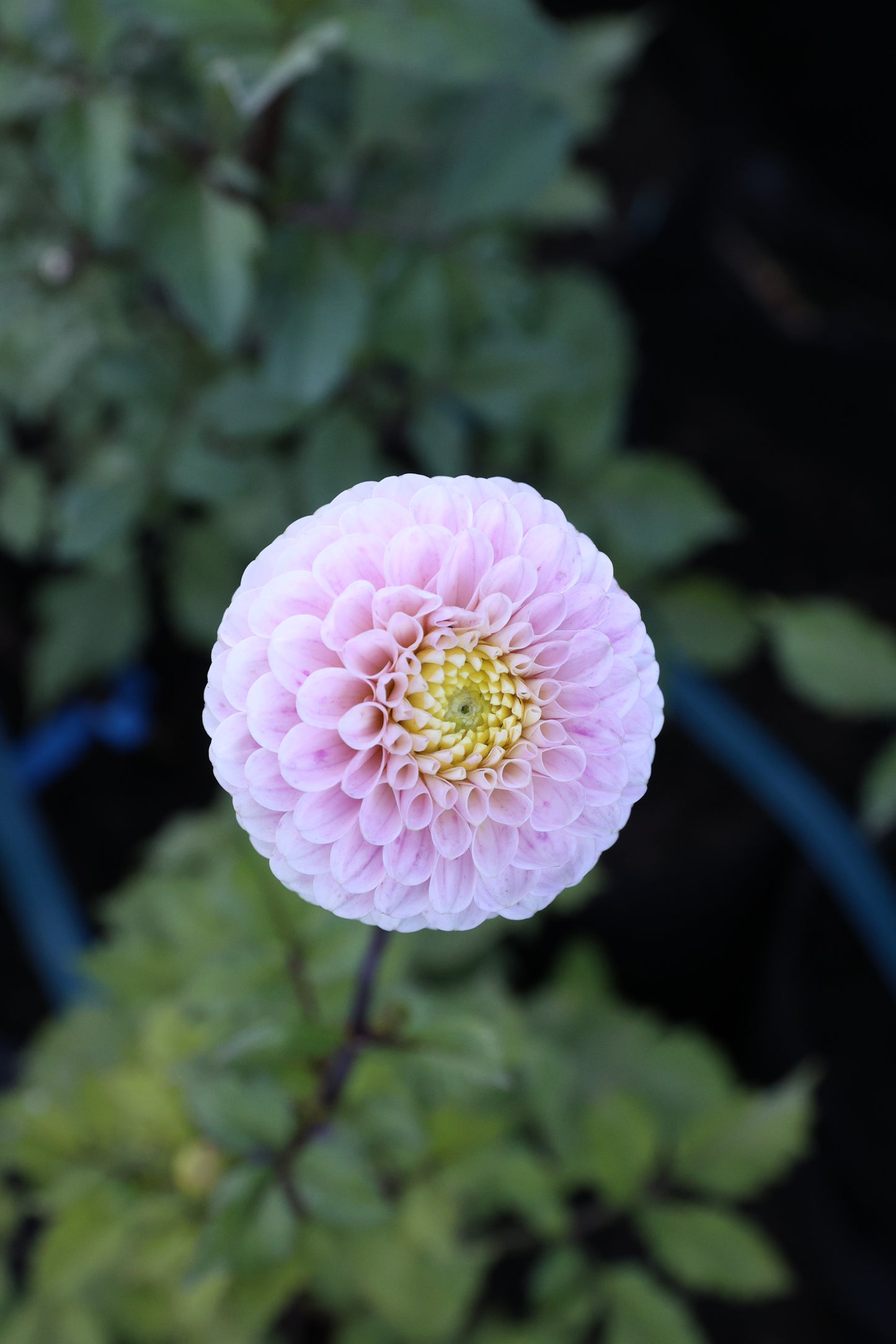 20th Ave Delicada - Tuber