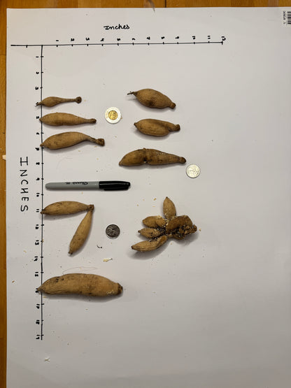 Lee’s Jonquil - Tuber