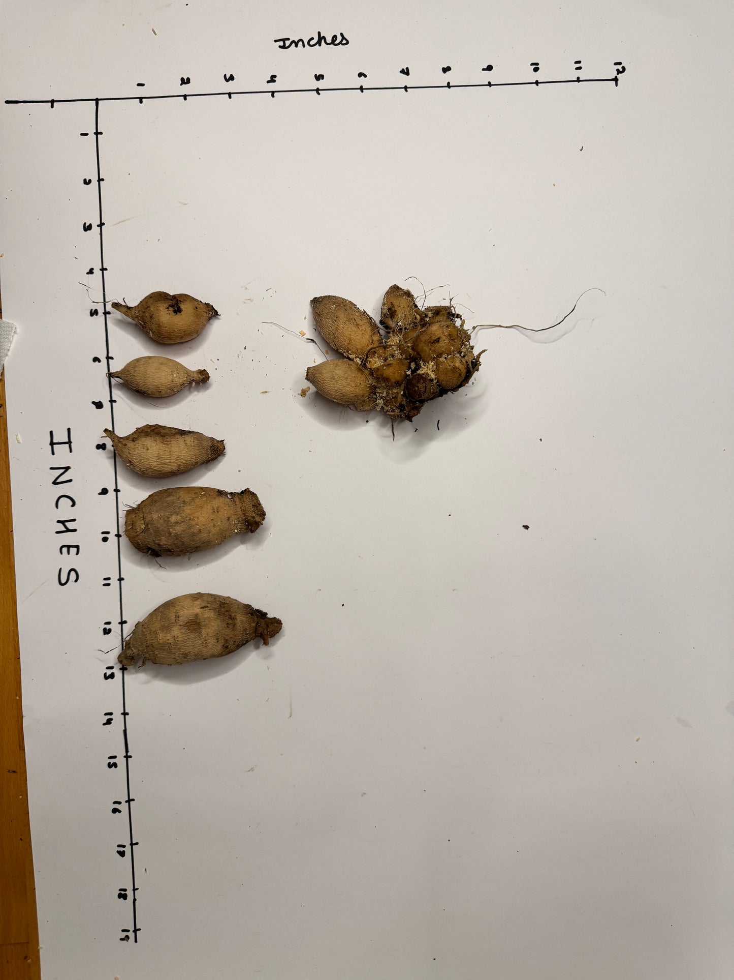 Skeena Rosie - Tuber