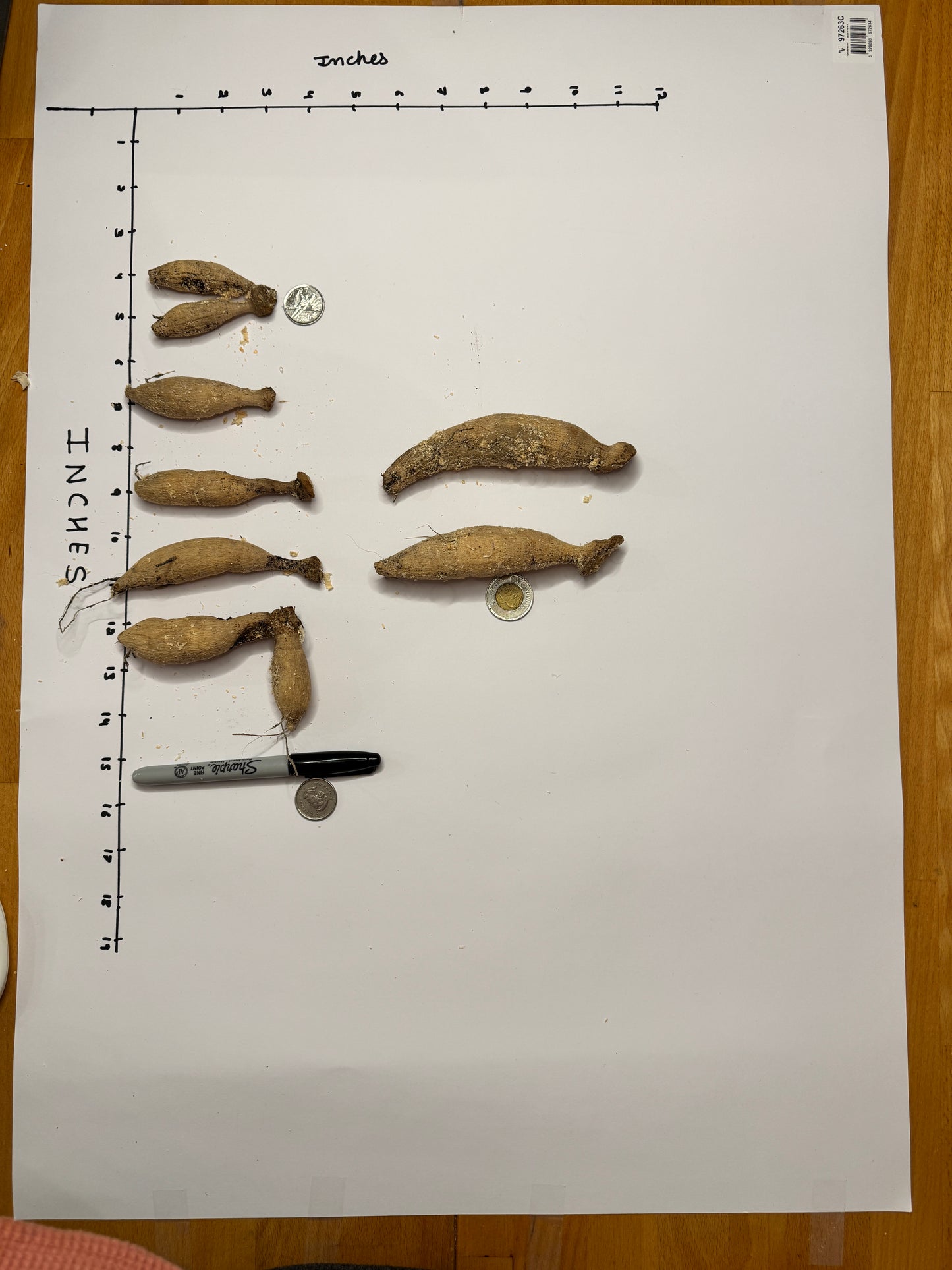 Bloomquist Jean - Tuber