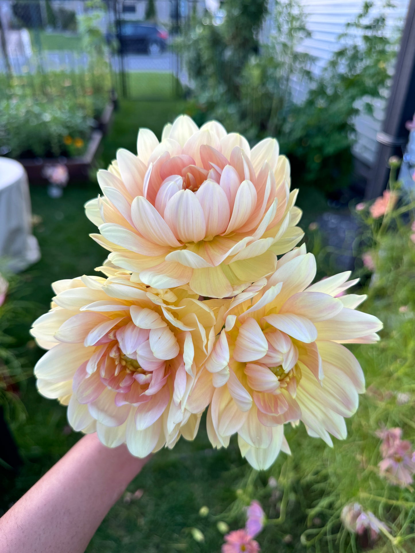 Hollyhill Serenity - Tuber