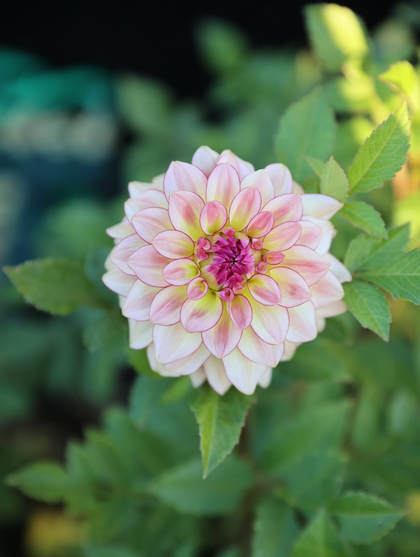 KA's™ Mocha Katie - Tuber