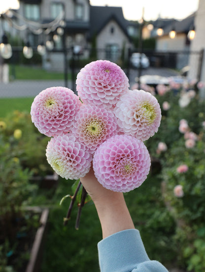 20th Ave Delicada - Tuber