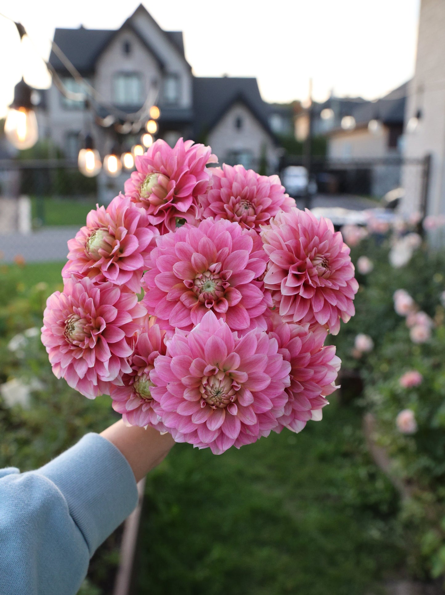 KA's™ Mocha Jo -Tuber