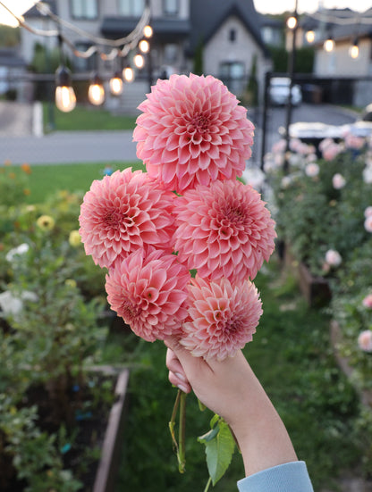 KA's® Coral Sea - Tuber