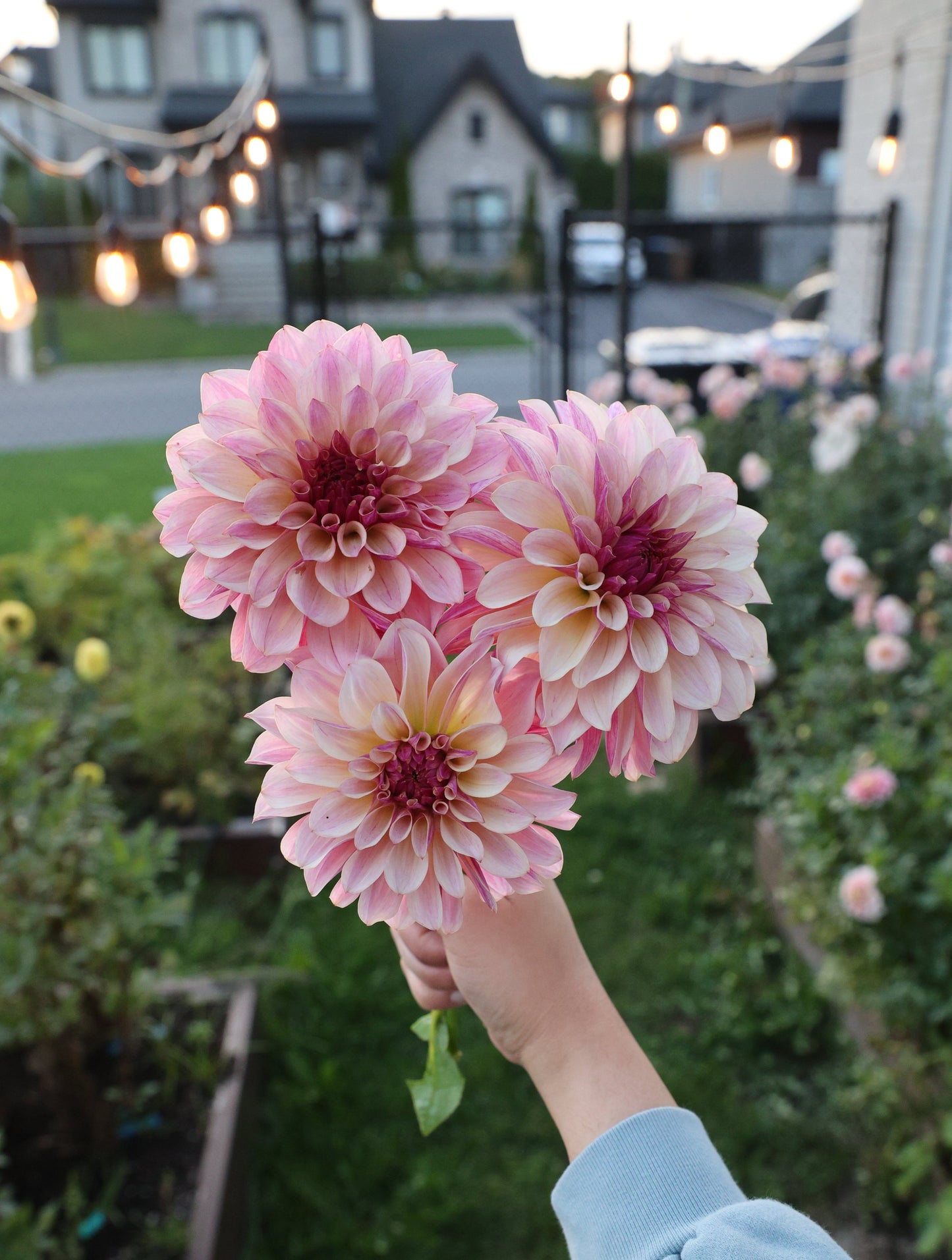 KA's™ Cafe Mauve - Tuber