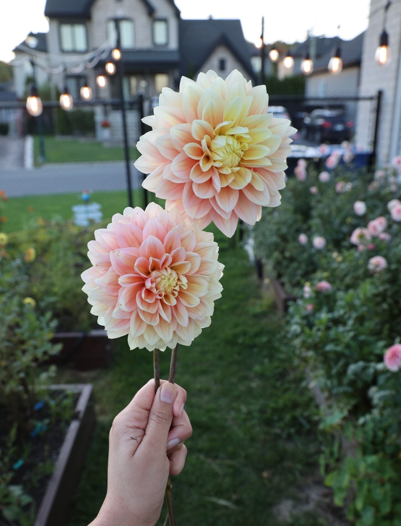 Lee’s Sugaree - Tuber