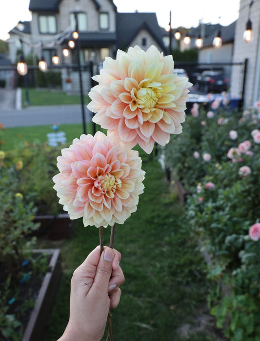 Lee’s Sugaree - Tuber