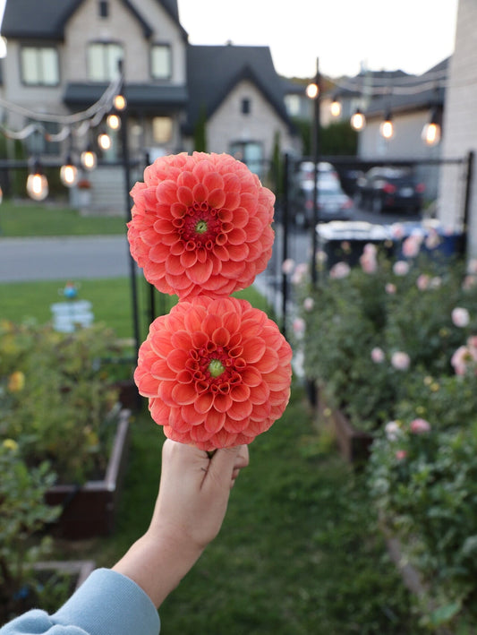 KA's® Blood Orange - Tuber