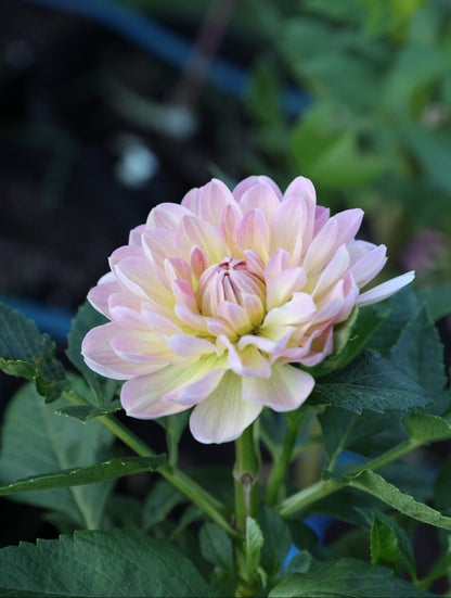 Hapet Old Charm - Tuber