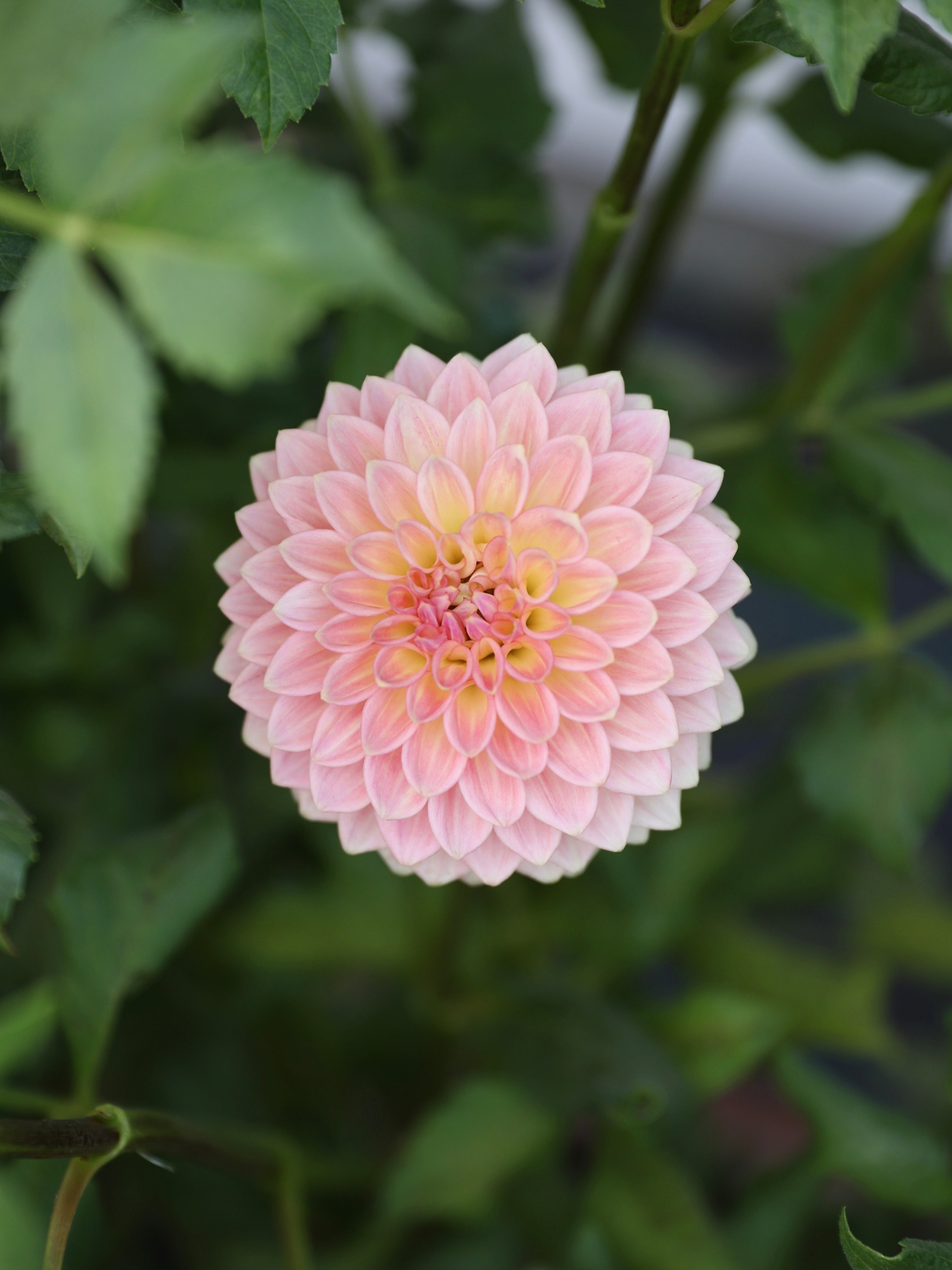 Amazon.com : Votaniki Great Silence Dahlia Tuber - Large