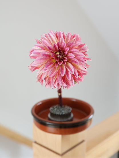 KA's™ Mocha Katie - Tuber