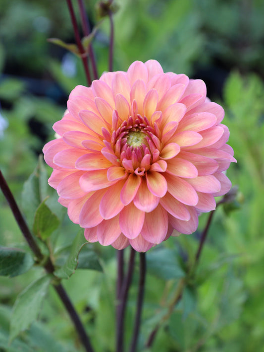 Skeena Mama Kat - Tuber