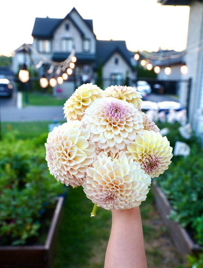 KA's® Cinder Rose - Tuber